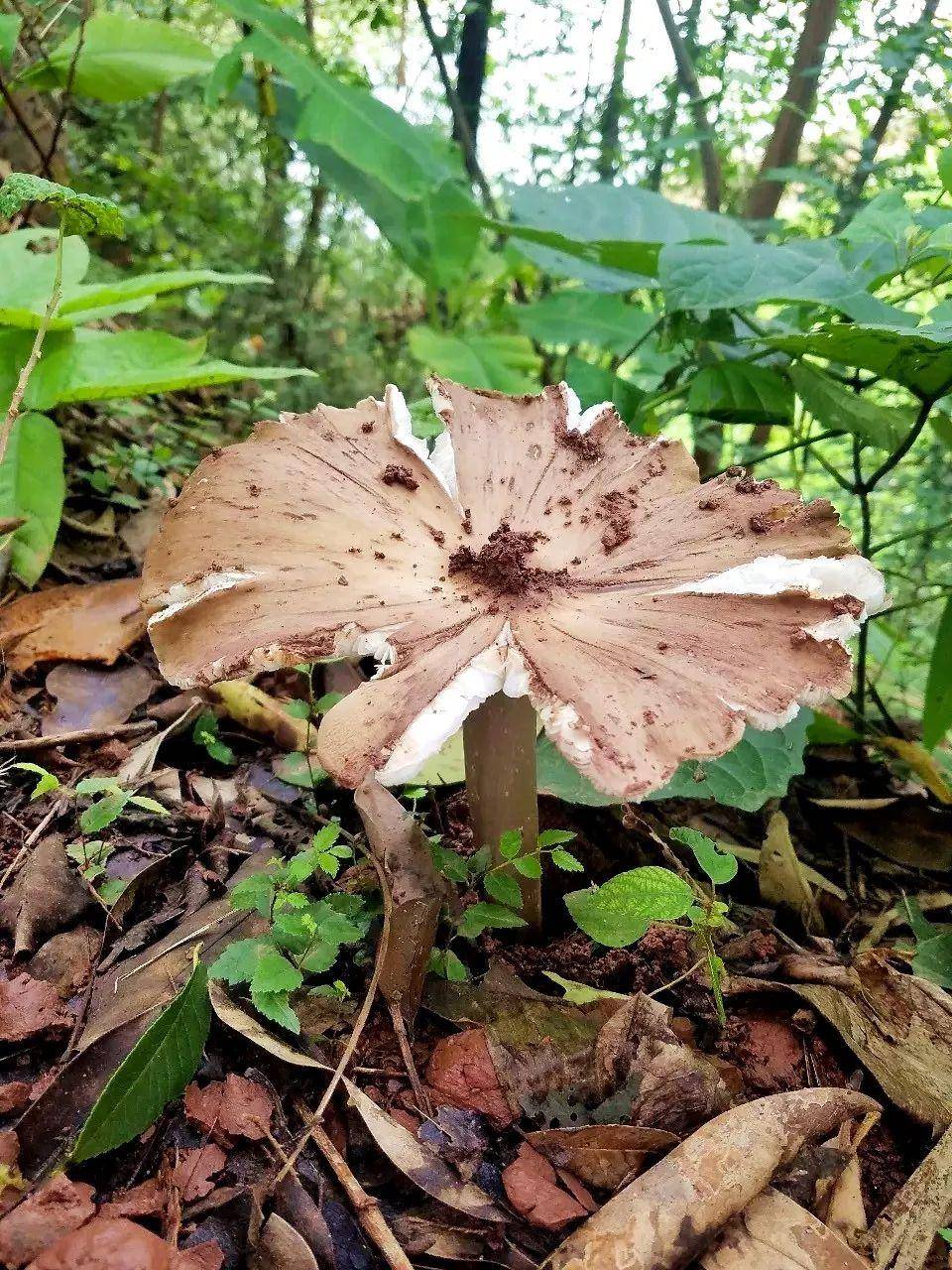 皇冠信用网在线开户_“天价”鸡枞调查：最贵卖到1800元/公斤！雨水少致产量低皇冠信用网在线开户，多地价高客少