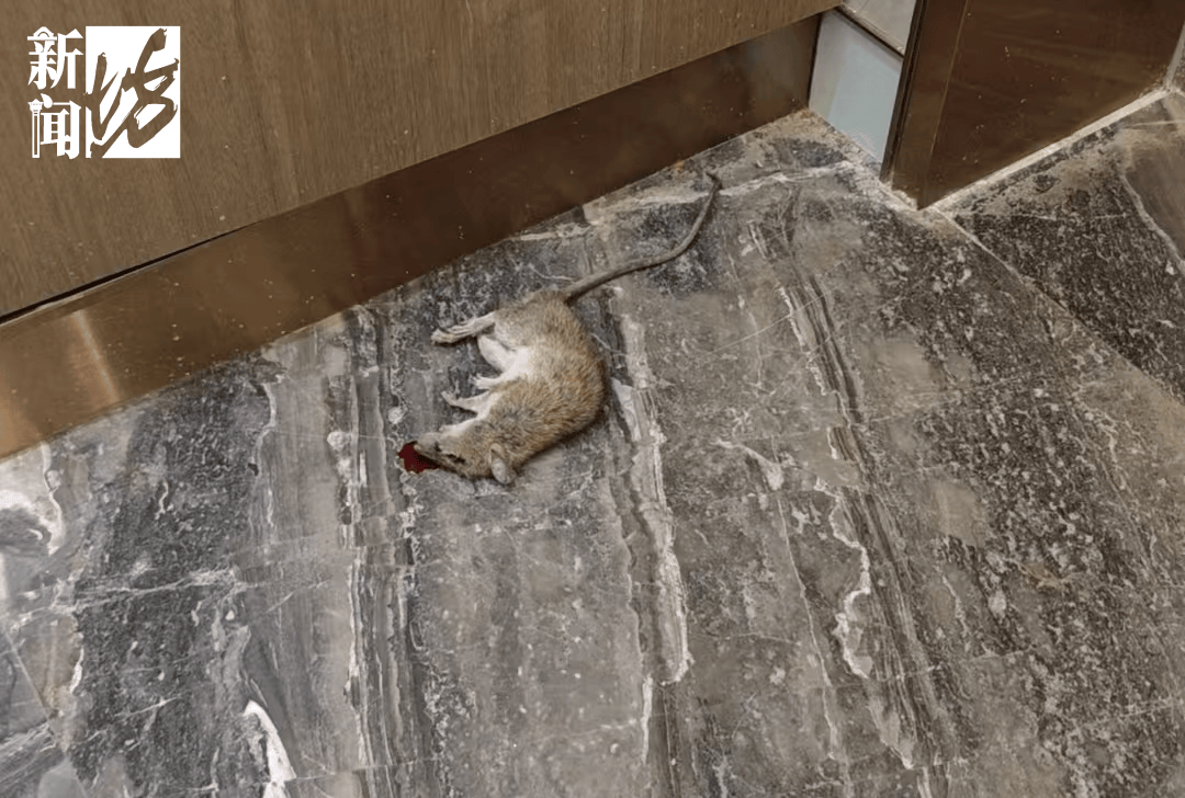 皇冠体育App下载_垃圾堆满皇冠体育App下载，臭到离谱！上海顶流豪宅业主也拾荒？邻居直呼倒大霉，不能忍！