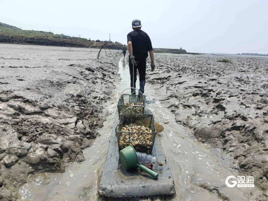 皇冠体育APP_正是肥的时候!每天上万斤在青岛这里上岸皇冠体育APP,很多人爱吃......