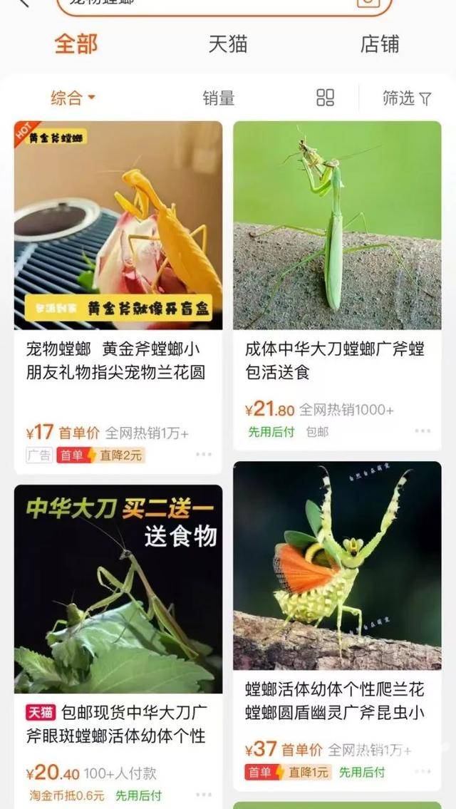 皇冠信用网庄家_门口惊现“蟑螂”皇冠信用网庄家,杭州一住户用杀虫剂一喷,邻居怒了:我的螳螂……