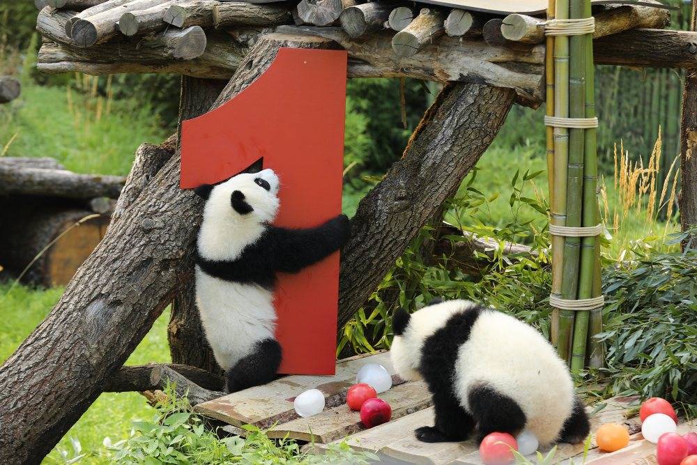 皇冠信用网账号注册
_在德出生的第二对大熊猫双胞胎迎来一岁生日