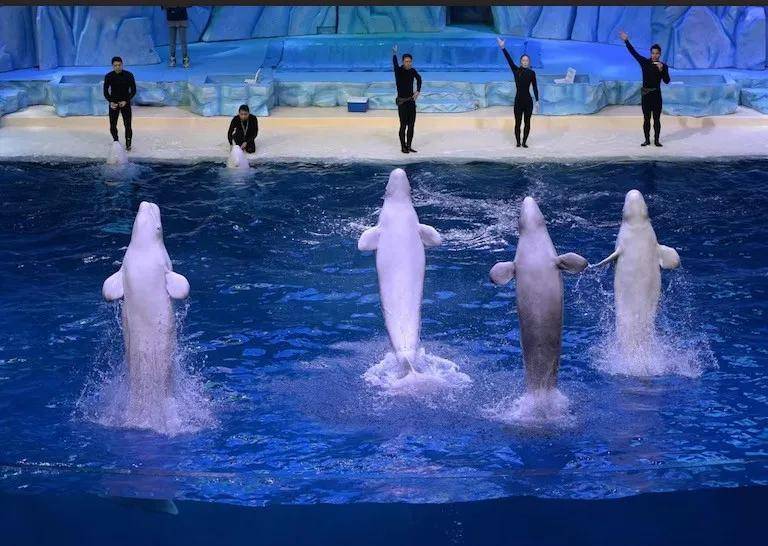 皇冠信用网代理出租_宁愿全部安乐死皇冠信用网代理出租,也不给中国?加拿大养不起30头白鲸,中国愿接手,然而...