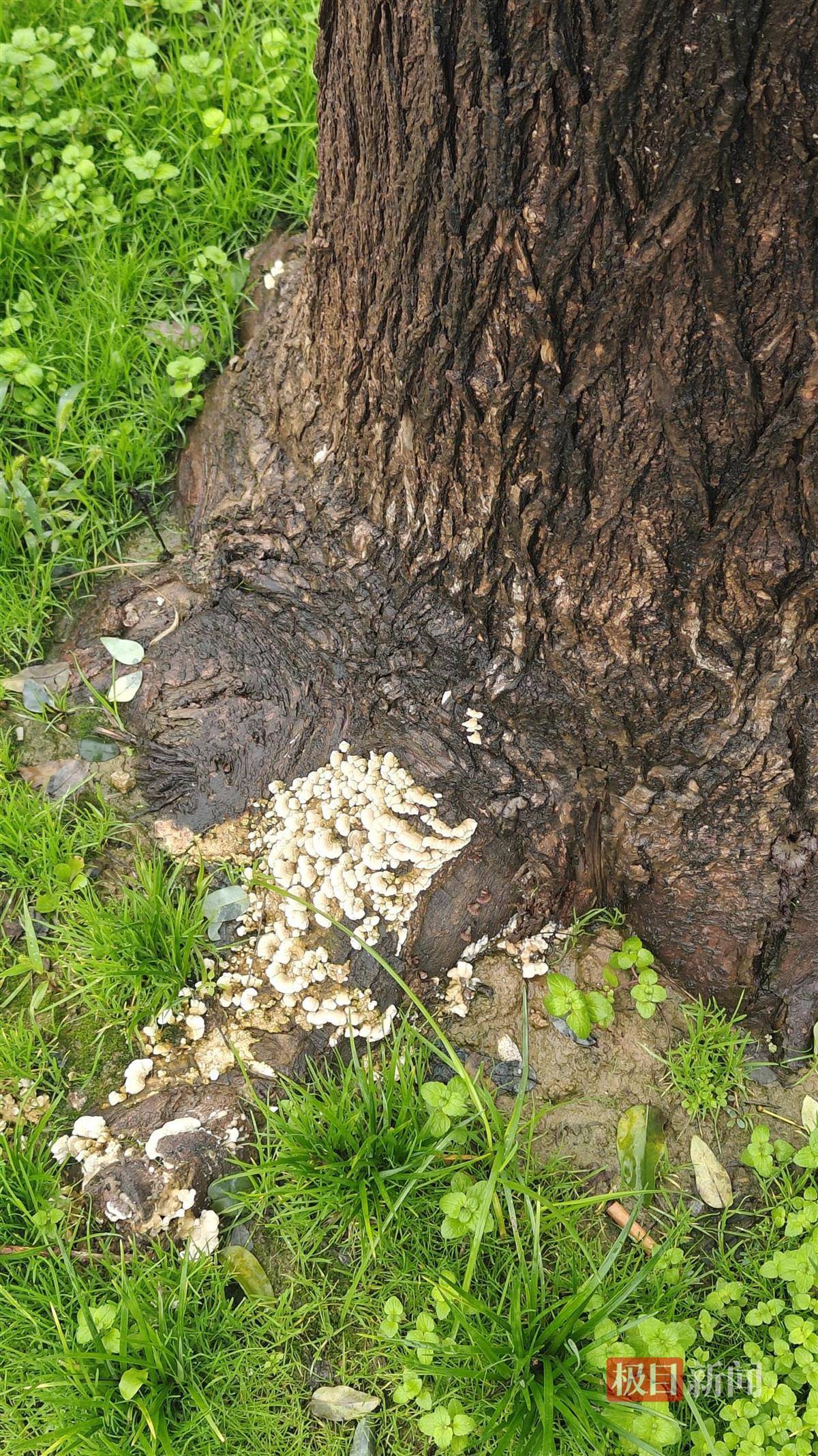 怎么开皇冠信用_西安连续一个多月降雨遍地长蘑菇怎么开皇冠信用，大雁塔受潮，城墙布满青苔，气象局解释成因