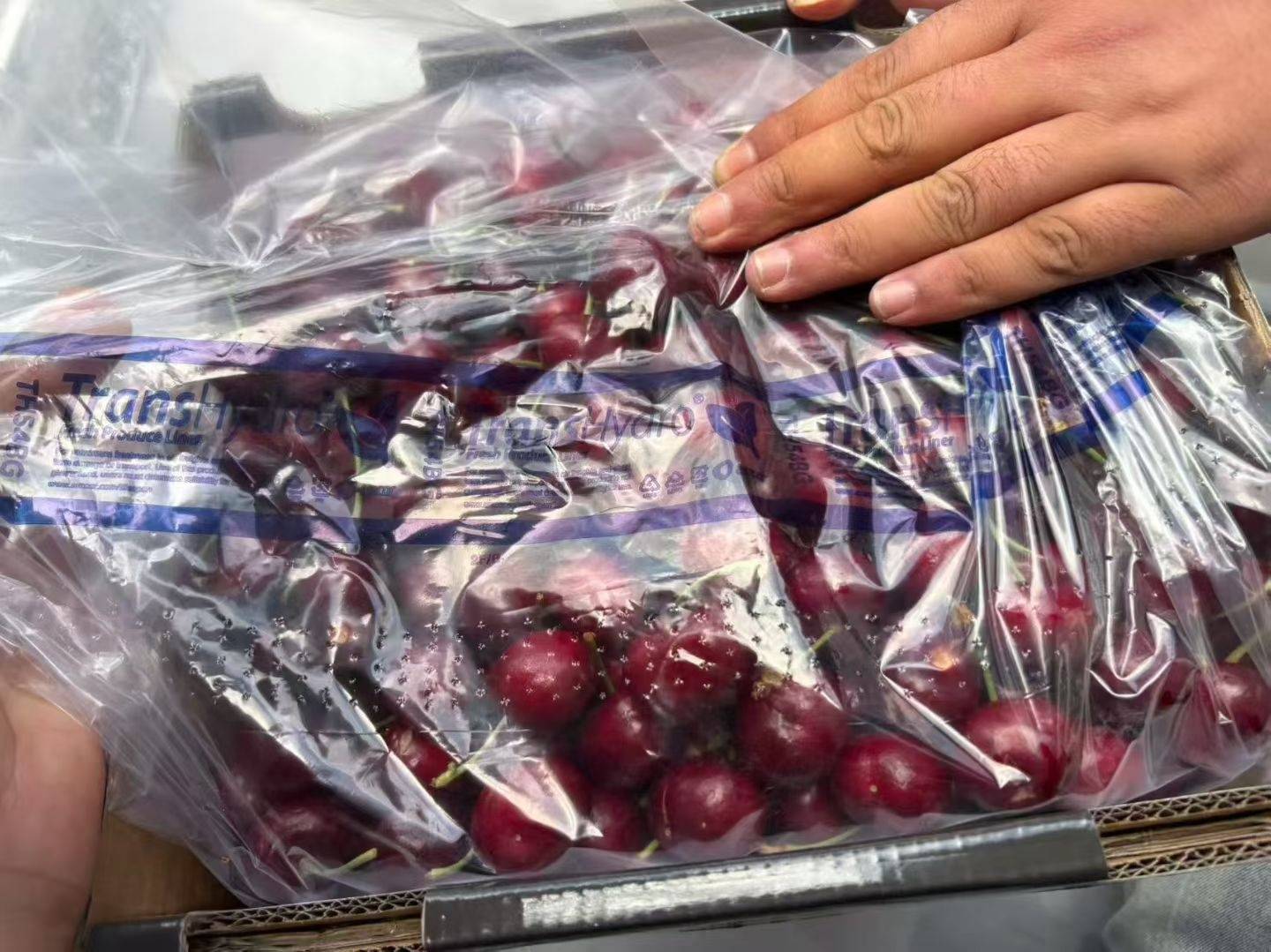 皇冠信用網登2代理_武汉第一波智利车厘子从1700元每件降至800元皇冠信用網登2代理，有批发果商每天卖出1千斤，回应：主要流向高端客户