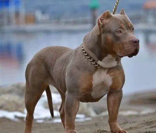 皇冠信用登2代理_上海老太擅闯鱼塘摘粽叶皇冠信用登2代理，被两条恶霸犬咬死，责任如何划分？