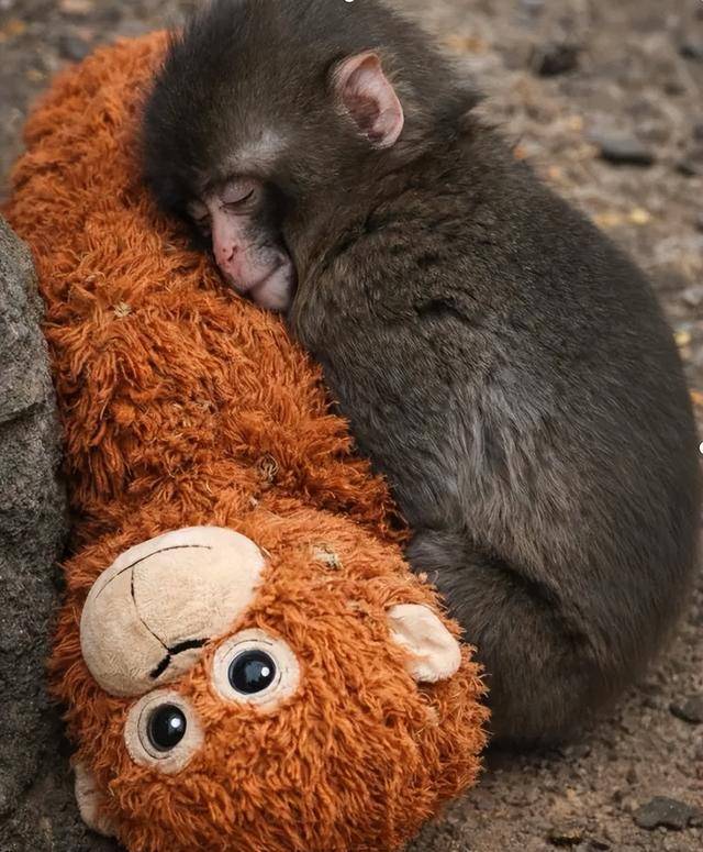 皇冠信用网出租
_毛绒玩具当妈妈皇冠信用网出租
,被全世界心疼的小猴还有救