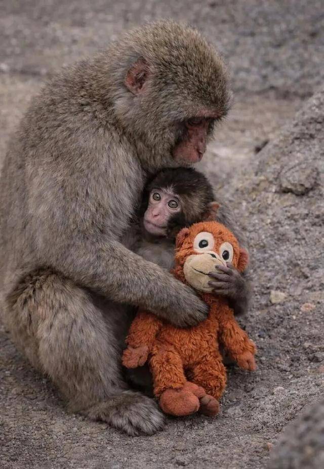 皇冠信用网出租
_毛绒玩具当妈妈皇冠信用网出租
,被全世界心疼的小猴还有救